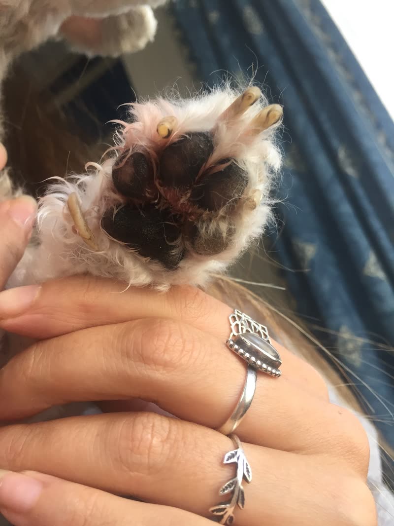 A groomer holding a small white dog's paw, showing freshly trimmed pads and nails