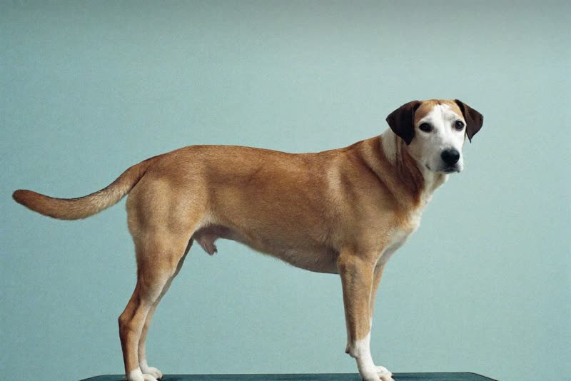 A dog standing calmly on a grooming table mid-appointment