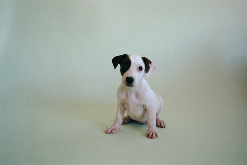 A puppy sitting in a wide, softly lit frame