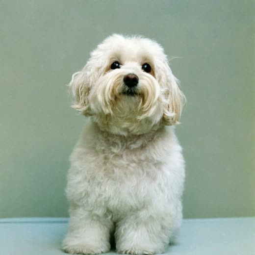 A small white dog after a full wash and blow-dry