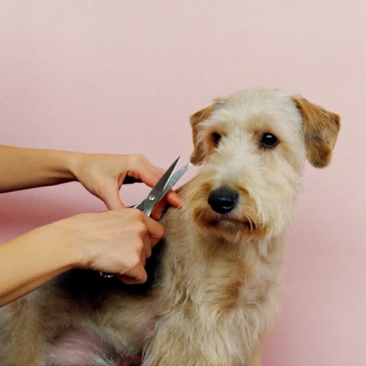 A terrier mid-trim with grooming scissors