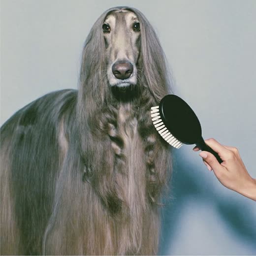 A long-coated dog being brushed and de-shedded