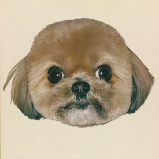A small dog's freshly tidied face and eye area