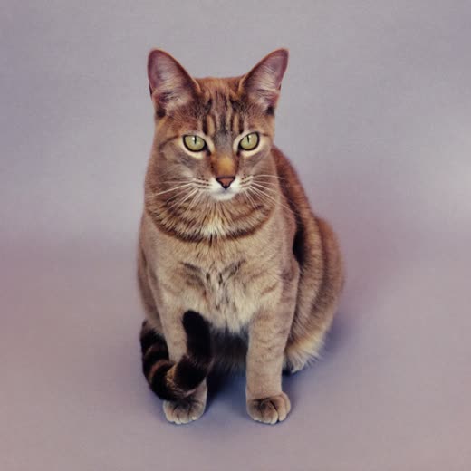 A calm cat with a freshly groomed coat
